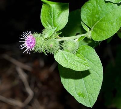 Lesser burdock، گیاهی چندساله